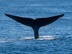Balaenoptera musculus