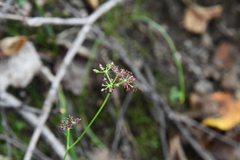 Halosciastrum melanotilingia