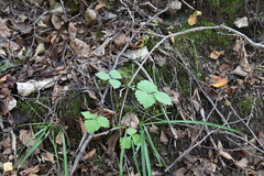 Halosciastrum melanotilingia