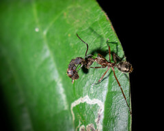 Dolichoderus attelaboides