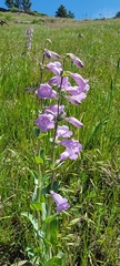 Penstemon grandiflorus