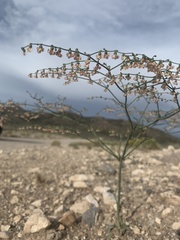 Eriogonum hookeri