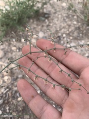 Eriogonum hookeri