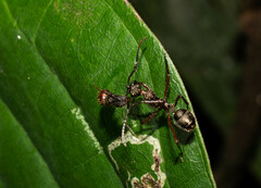 Dolichoderus attelaboides