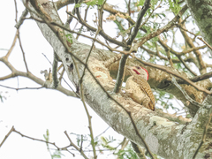 Campethera punctuligera