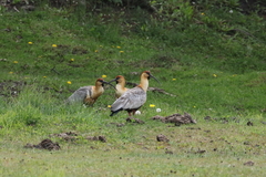 Theristicus melanopis