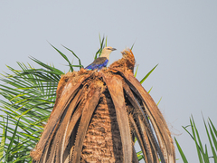 Coracias cyanogaster