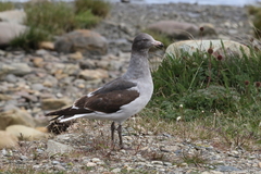 Leucophaeus scoresbii