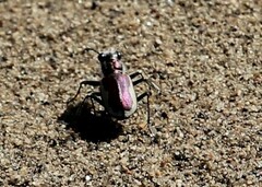 Cicindela scutellaris
