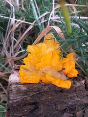 Tremella mesenterica