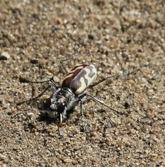 Cicindela lengi