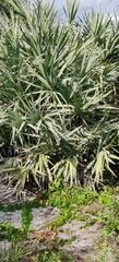 Serenoa repens