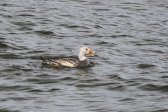 Tachyeres patachonicus