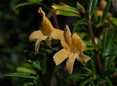 Diplacus × australis