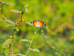 Danaus chrysippus alcippus