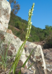 Spiranthes aestivalis