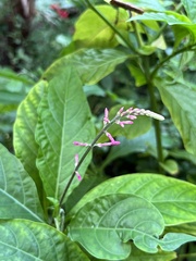 Odontonema