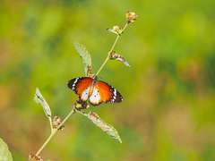 Danaus chrysippus alcippus