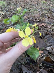 Raphanus raphanistrum