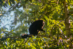 Alouatta pigra