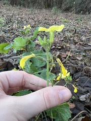 Raphanus raphanistrum