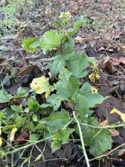 Raphanus raphanistrum