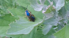 Paragapostemon coelestinus