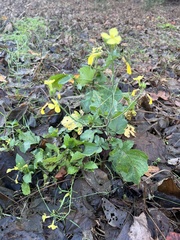 Raphanus raphanistrum