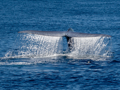 Balaenoptera musculus