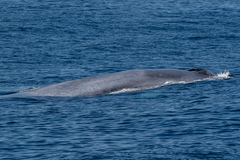 Balaenoptera musculus