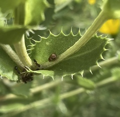 Smiliinae