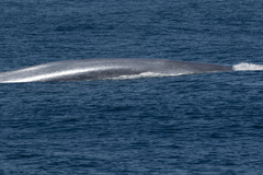 Balaenoptera musculus