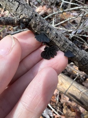 Resupinatus alboniger
