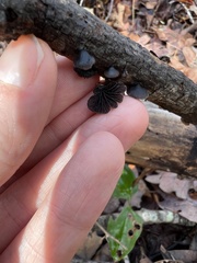 Resupinatus alboniger