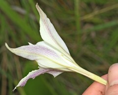 Gladiolus longicollis