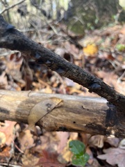 Resupinatus alboniger