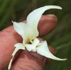 Gladiolus longicollis