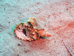 Littorinimorpha