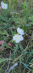 Oenothera coronopifolia