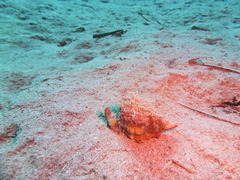 Littorinimorpha