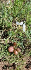 Oenothera coronopifolia