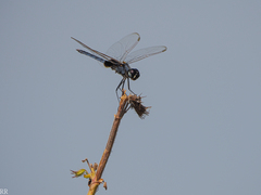Urothemis edwardsii