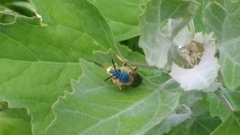 Paragapostemon coelestinus
