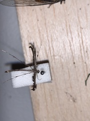 Tetraschalis arachnodes