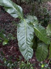 Coccoloba diversifolia