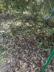 Rhynchospora megalocarpa