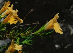 Diplacus × australis