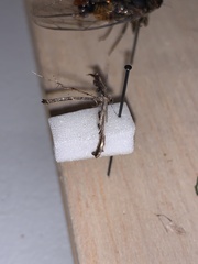 Tetraschalis arachnodes