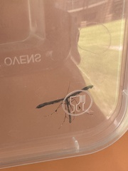 Tetraschalis arachnodes