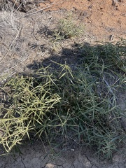 Asclepias fascicularis